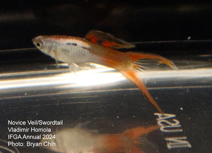 guppy  swordtail